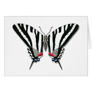 Zebra Swallowtail Butterfly Note Card