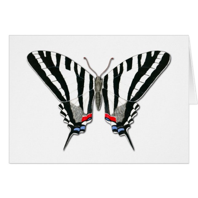 Zebra Swallowtail Butterfly Note Card (Voorkant Horizontaal)