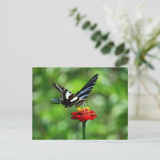 Zebra Swallowtail Butterfly op Red Zinnia Briefkaa Briefkaart (Staand voorkant)