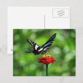 Zebra Swallowtail Butterfly op Red Zinnia Briefkaa Briefkaart (Voorkant / Achterkant)