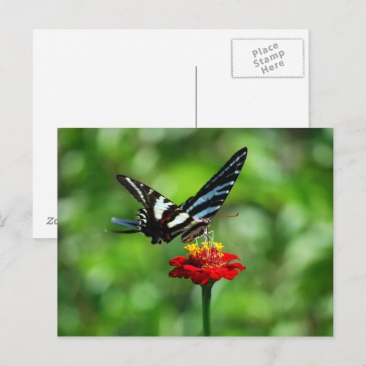 Zebra Swallowtail Butterfly op Red Zinnia Briefkaa Briefkaart (Voorkant / Achterkant)