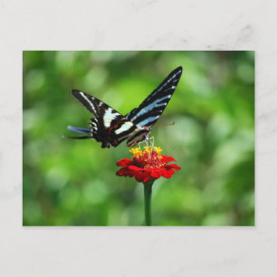Zebra Swallowtail Butterfly op Red Zinnia Briefkaa Briefkaart