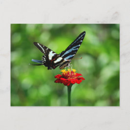 Zebra Swallowtail Butterfly op Red Zinnia Briefkaa Briefkaart