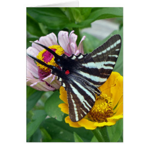 Zebra Swallowtail+Japanse eetstang