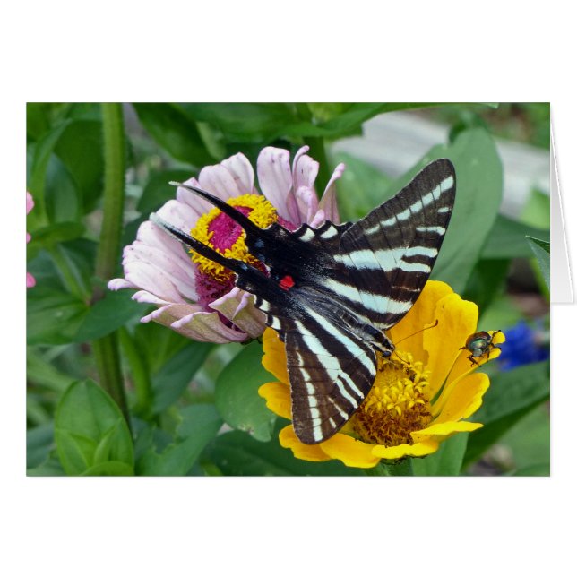 Zebra Swallowtail+Japanse eetstang (Voorkant Horizontaal)