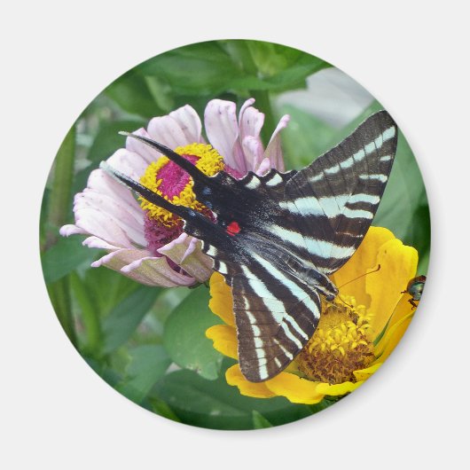 Zebra Swallowtail+Japanse eetstang Magneet (Voorkant)