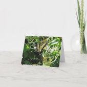 Zebra Swallowtail op kamperfoelie Kaart (Achterkant)