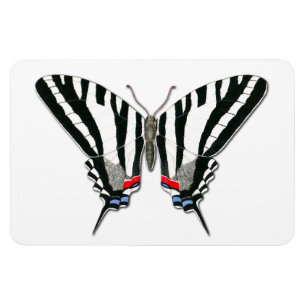 Zebra Swallowtail Vlinder Flexi Magnet Magneet