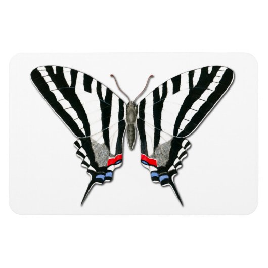 Zebra Swallowtail Vlinder Flexi Magnet Magneet (Horizontaal)