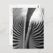 Zebra Tail Briefkaart (Voorkant / Achterkant)