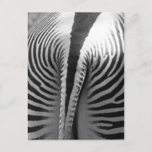Zebra Tail Briefkaart