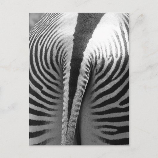 Zebra Tail Briefkaart (Voorkant)