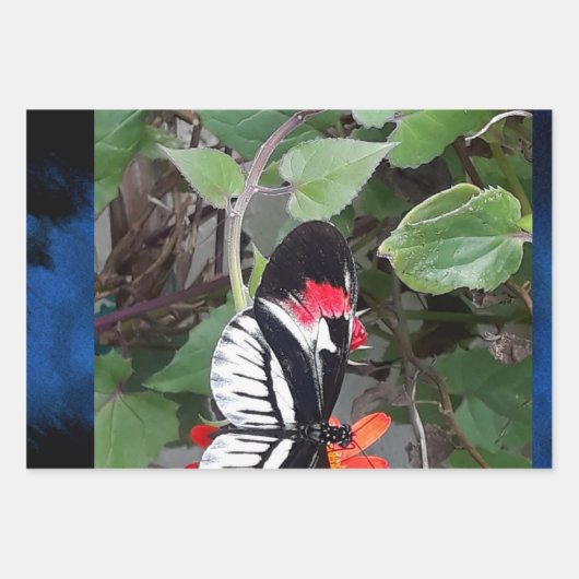 Zebra tail butterfly inpakpapier vel (Voorkant)