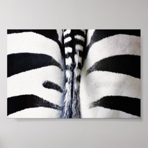 Zebra Tail Closeup Poster