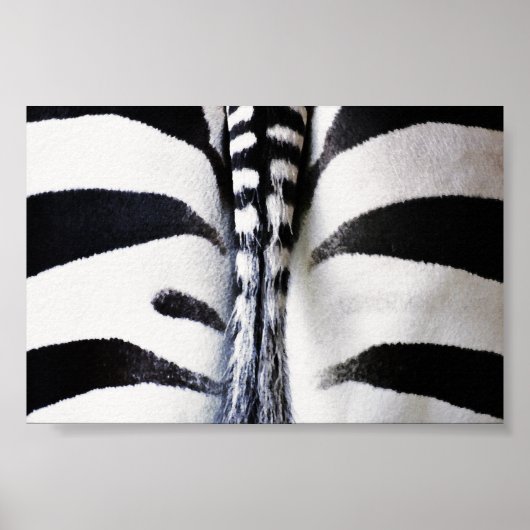 Zebra Tail Closeup Poster (Voorkant)