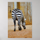 Zebra Tail Poster (Voorkant)