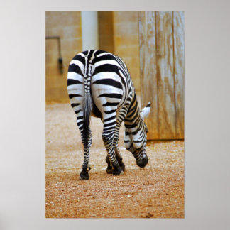 Zebra Tail Poster