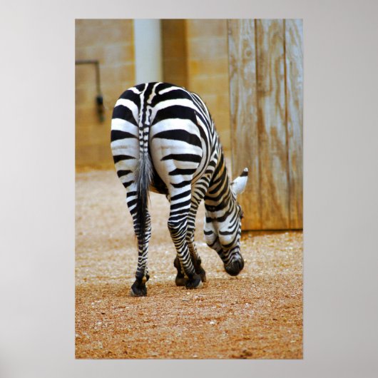 Zebra Tail Poster (Voorkant)