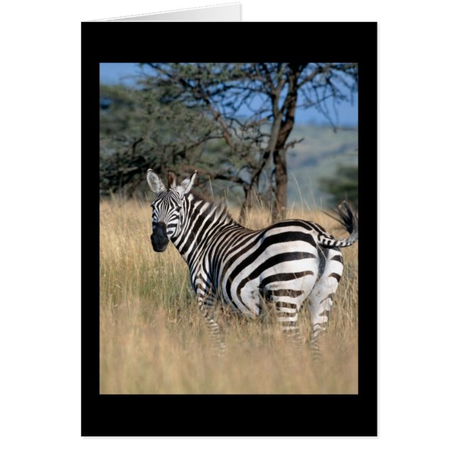 Zebra Tail Swish (Voorkant)