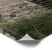 Zebra Talk - Afdrukken Poster (Hoek)