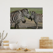 Zebra Talk - Afdrukken Poster (Keuken)