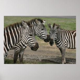 Zebra Talk - Afdrukken Poster