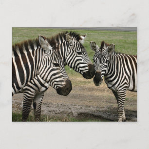 Zebra Talk - Briefkaart