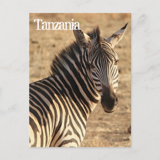 Zebra, Tanzania Briefkaart (Voorkant)