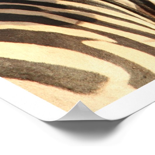 Zebra, Tanzania Poster (Hoek)