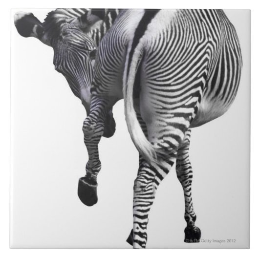 zebra tegeltje (Voorkant)
