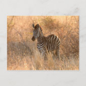 Zebra tegen zonsopgang briefkaart (Voorkant)