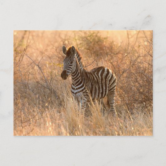 Zebra tegen zonsopgang briefkaart (Voorkant)