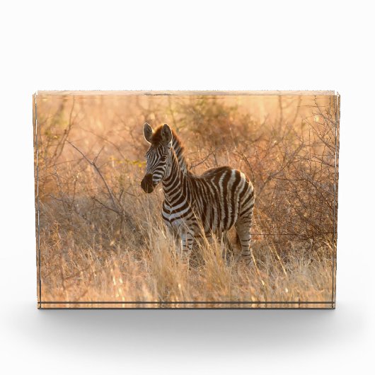 Zebra tegen zonsopgang fotoblokken (Voorkant)