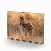 Zebra tegen zonsopgang fotoblokken (Rechts)