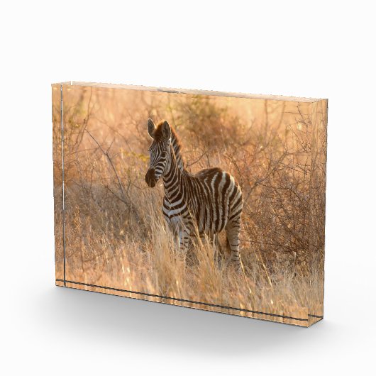 Zebra tegen zonsopgang fotoblokken (Rechts)