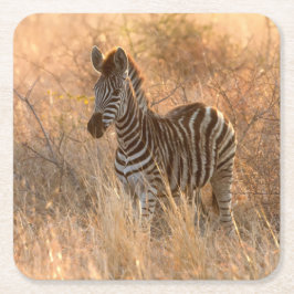 Zebra tegen zonsopgang kartonnen onderzetters