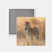 Zebra tegen zonsopgang magneet (Voorkant / Achterkant)