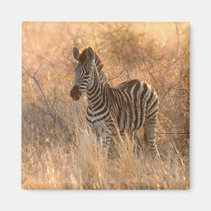 Zebra tegen zonsopgang magneet