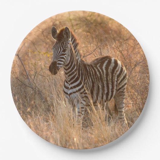 Zebra tegen zonsopgang papieren bordje (Voorkant)