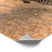 Zebra tegen zonsopgang poster (Hoek)