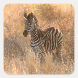 Zebra tegen zonsopgang vierkante sticker