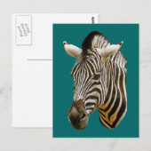 Zebra tekening briefkaart (Voorkant / Achterkant)