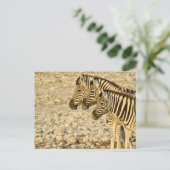 zebra-trio briefkaart (Staand voorkant)