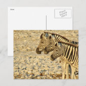 zebra-trio briefkaart (Voorkant / Achterkant)