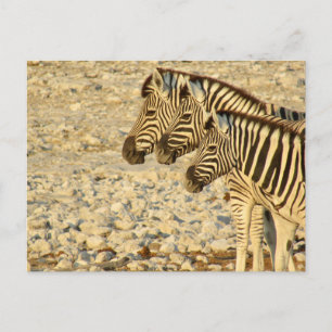 zebra-trio briefkaart