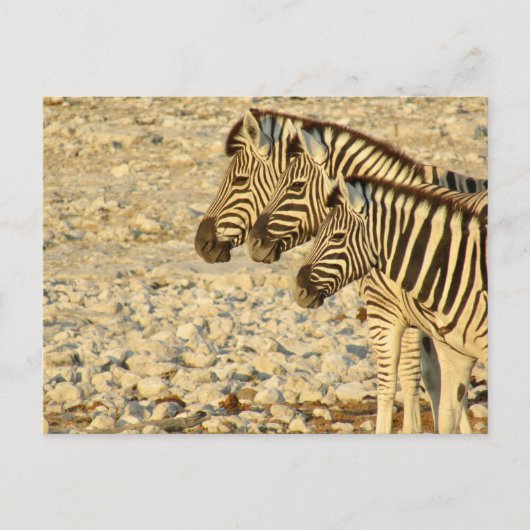zebra-trio briefkaart (Voorkant)