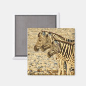 zebra-trio magneet (Voorkant / Achterkant)