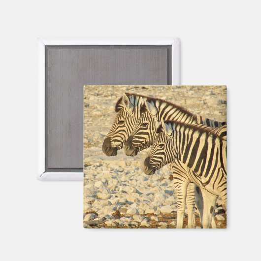 zebra-trio magneet (Voorkant / Achterkant)