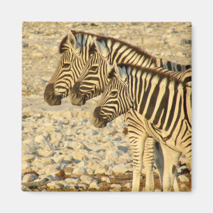 zebra-trio magneet