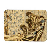 zebra-trio magneet (Horizontaal)